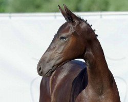 dressage horse Stute von Total Diamond PS / Dream On (Westphalian, 2022, from Total Diamond PS)