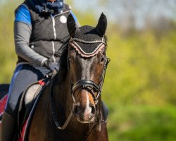 dressage horse Negredo (German Sport Horse, 2014, from Negro)