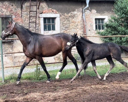 broodmare Quality of Life (Oldenburg, 2015, from Fürst Romancier)