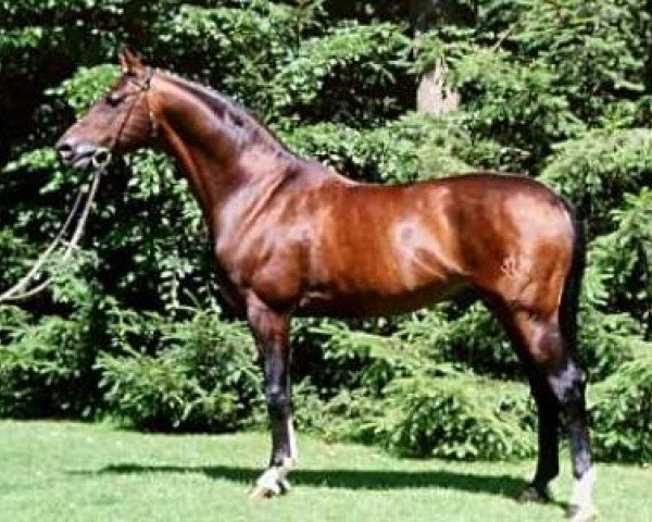 stallion Alpenkoenig (Trakehner, 1982, from Feldspat)