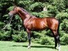 stallion Alpenkoenig (Trakehner, 1982, from Feldspat)