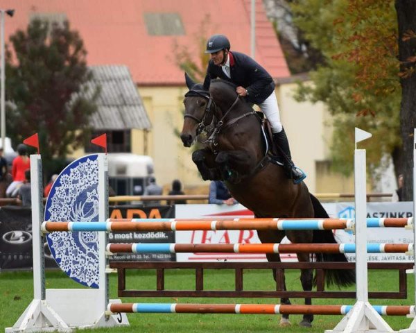 jumper Smile of Stakkato (German Sport Horse, 2012, from Staron II)