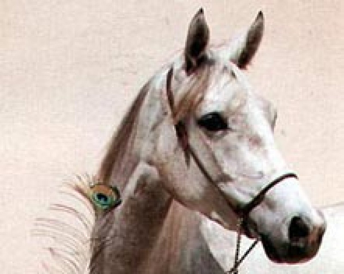 broodmare Cetynia ox (Arabian purebred, 1981, from Wist ox)