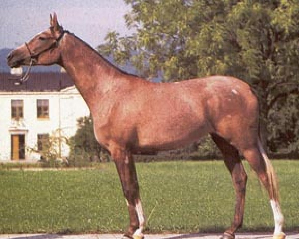 horse Cudna ox (Arabian purebred, 1984, from Eternit ox)