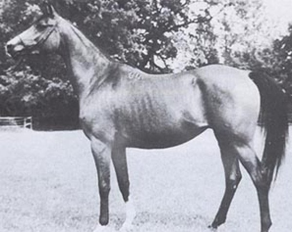 Zuchtstute Cynadra ox (Vollblutaraber, 1975, von Tryptyk 1965 ox)