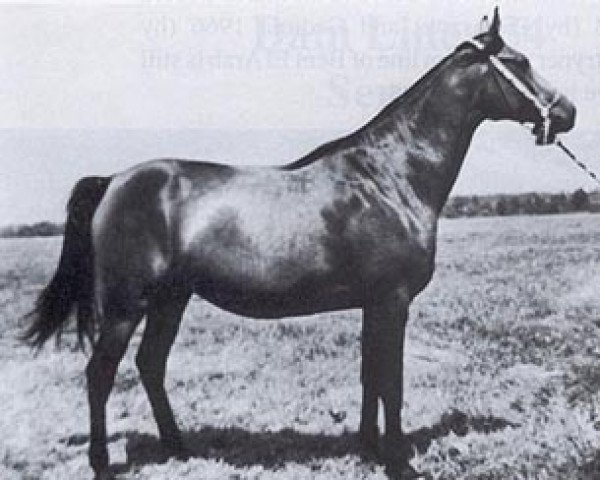 broodmare Cecora ox (Arabian thoroughbred, 1963, from Pietuszok ox)