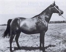 broodmare Cecora ox (Arabian thoroughbred, 1963, from Pietuszok ox)