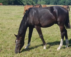 dressage horse Richmond - ST (KWPN (Royal Dutch Sporthorse), 2021, from Kjento)