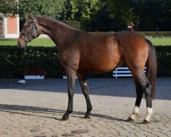 dressage horse Fusion MK (Hanoverian, 2020, from Fusionist)