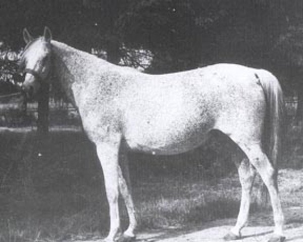 Zuchtstute Celia ox (Vollblutaraber, 1949, von Witraz 1938 ox)