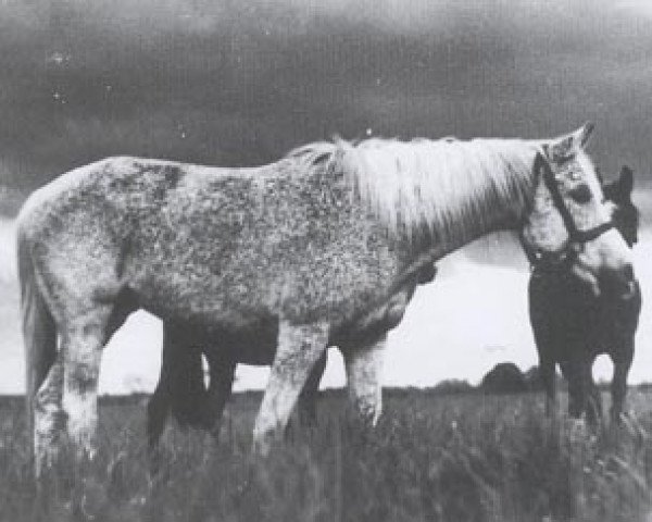 Zuchtstute Balia 1936 ox (Vollblutaraber, 1936, von Kuhaylan Zaid RAS)