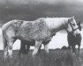 broodmare Balia 1936 ox (Arabian thoroughbred, 1936, from Kuhaylan Zaid RAS)