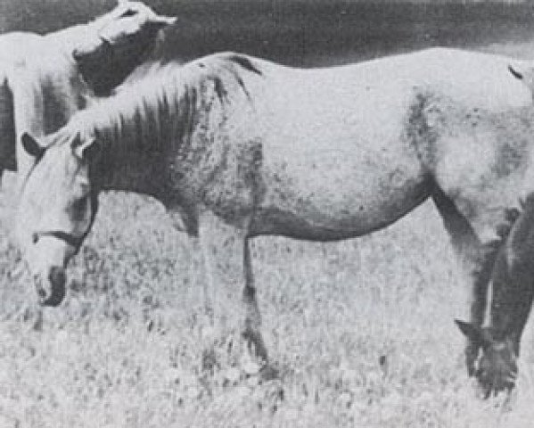 broodmare Bona ox (Arabian thoroughbred, 1937, from Kuhaylan Zaid RAS)