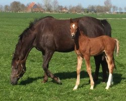 broodmare Florence-ST (KWPN (Royal Dutch Sporthorse), 2010, from Uphill)