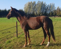 dressage horse Paloma (KWPN (Royal Dutch Sporthorse), 2020, from Ferguson)