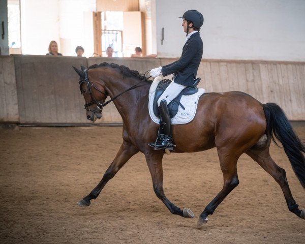 dressage horse Millipede GP (Württemberger, 2015, from E.H. Millennium)