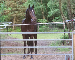 dressage horse Glücksgefühl (Holsteiner, 2014, from Cormint)