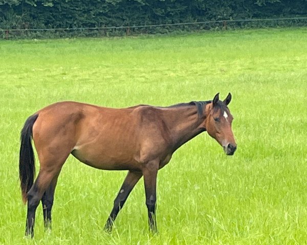 Springpferd Klein Finchen (Holsteiner, 2021, von Keaton HV)