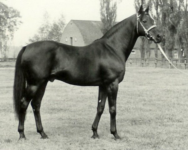 horse Kaiseradler xx (Thoroughbred, 1957, from Nebelwerfer xx)