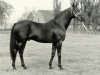 horse Kaiseradler xx (Thoroughbred, 1957, from Nebelwerfer xx)