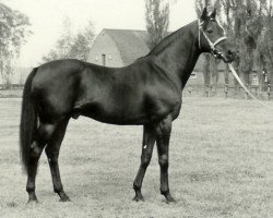 Deckhengst Kaiseradler xx (Englisches Vollblut, 1957, von Nebelwerfer xx)