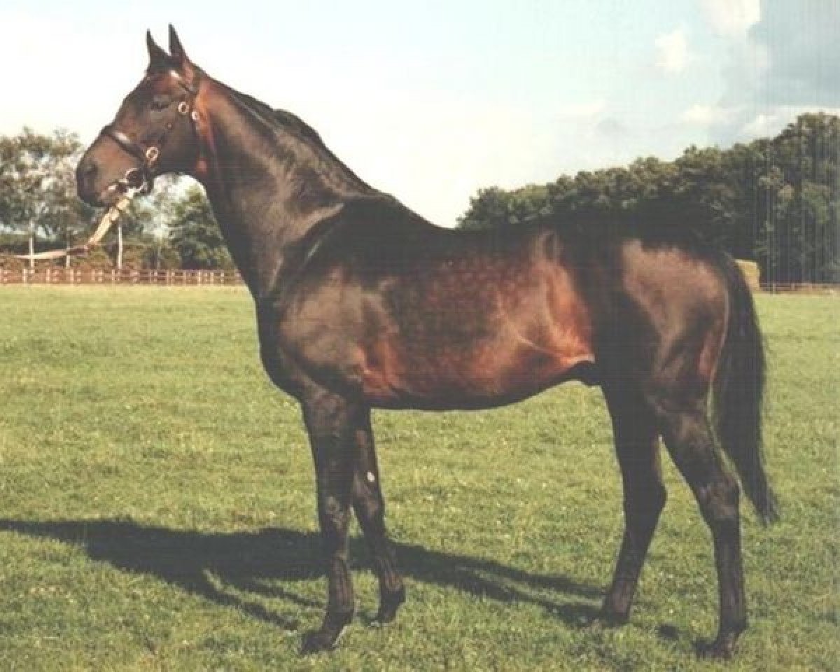 Deckhengst Windwurf xx (Englisches Vollblut, 1972, von Kaiseradler xx)