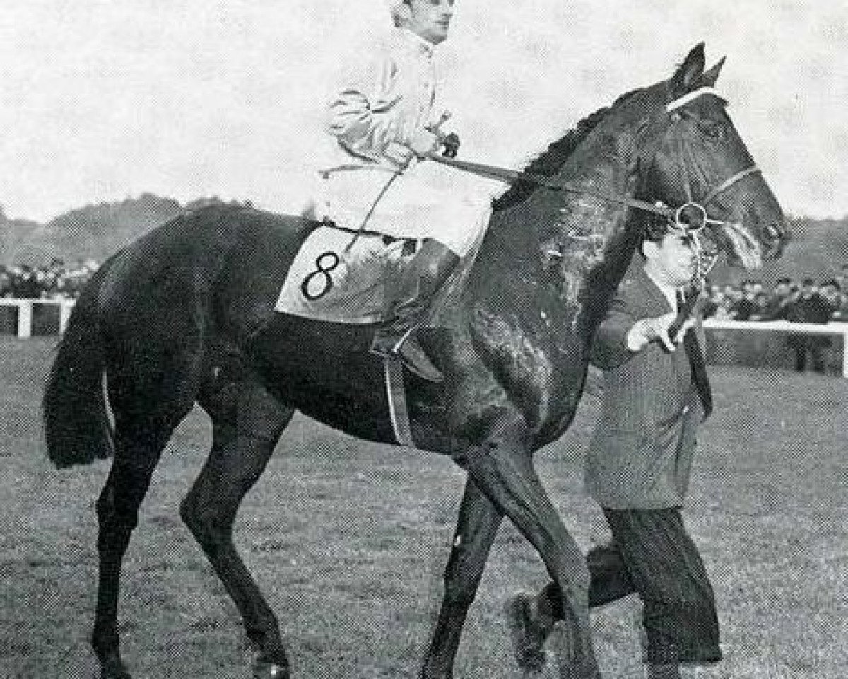 stallion Tantième xx (Thoroughbred, 1947, from Deux-Pour-Cent xx)