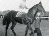 stallion Tantième xx (Thoroughbred, 1947, from Deux-Pour-Cent xx)