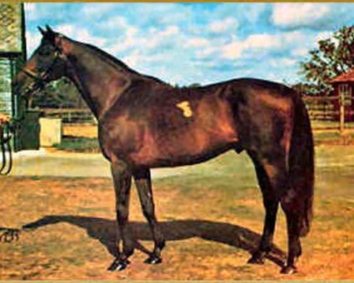 stallion Reliance xx (Thoroughbred, 1962, from Tantième xx)