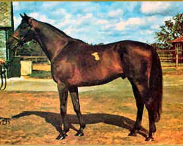 stallion Reliance xx (Thoroughbred, 1962, from Tantième xx)