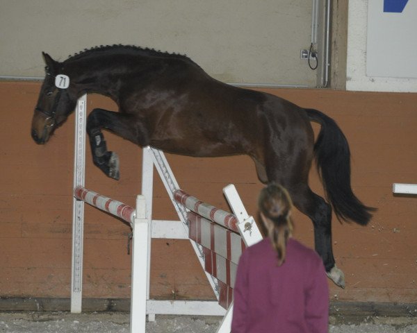 dressage horse Daylight H (German Sport Horse, 2008, from Dream Rubin)