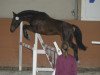 dressage horse Daylight H (German Sport Horse, 2008, from Dream Rubin)