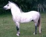 stallion Knolton Daylight (Welsh mountain pony (SEK.A), 1997, from Skellorn Daylight)