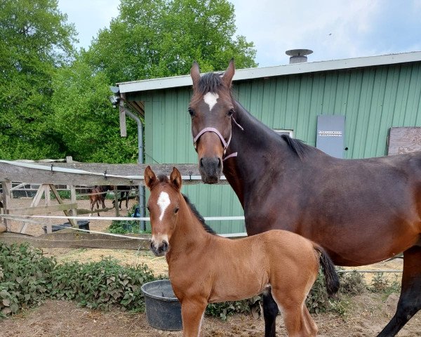 Springpferd Satin Gold LU (Holsteiner, 2022, von Stakkato Gold)