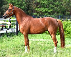 jumper Dance Little D (German Riding Pony, 2018, from Dance Star AT)