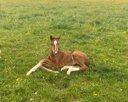 dressage horse Groovy Girl (Oldenburg, 2022, from Dynamic Dream)