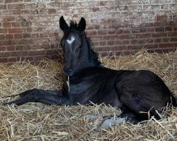 dressage horse Diavello (Oldenburg, 2021, from Dimaggio Black)