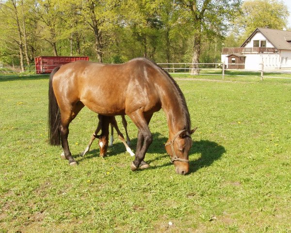 Zuchtstute Atlanta (Hessisches Warmblut, 1996, von Aleman)