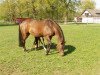 broodmare Atlanta (Hessian Warmblood, 1996, from Aleman)