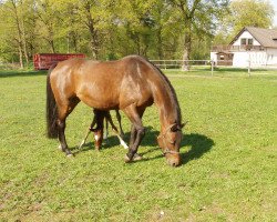 broodmare Atlanta (Hessian Warmblood, 1996, from Aleman)