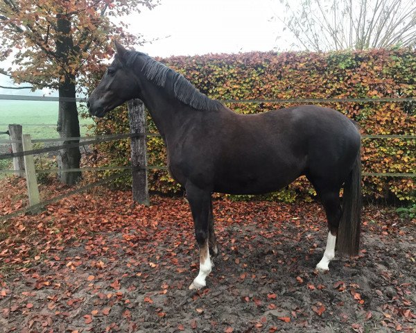 dressage horse In Dreams (KWPN (Royal Dutch Sporthorse), 2013, from Charmeur)