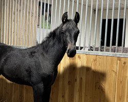 dressage horse Dark Lady G (Westphalian, 2022, from Dimaggio Black)