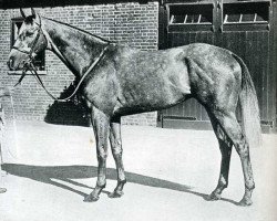 stallion Palestine xx (Thoroughbred, 1947, from Fair Trial xx)