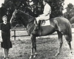 stallion Golden Cloud xx (Thoroughbred, 1941, from Gold Bridge xx)