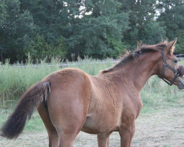 jumper Dìa Loca Z (Zangersheide riding horse, 2022, from Darwin Z)