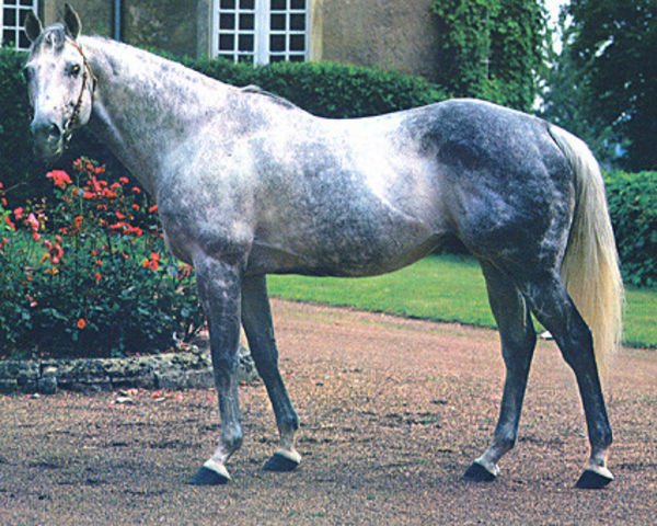 stallion Pentathlon xx (Thoroughbred, 1964, from Ennis xx)