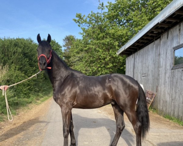 dressage horse Hengst von Speedway x Tarison (Trakehner, 2020, from Speedway 7)