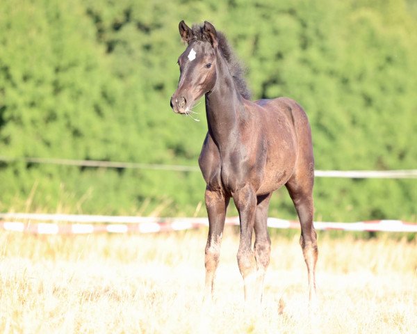 dressage horse Stute von New Hope SK x Tarison (Trakehner, 2022, from New Hope SK)