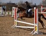 dressage horse Eastwood's Lianne (New Forest Pony, 2004, from Moorland's Crack)