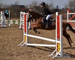 dressage horse Eastwood's Lianne (New-Forest-Pony, 2004, from Moorland's Crack)